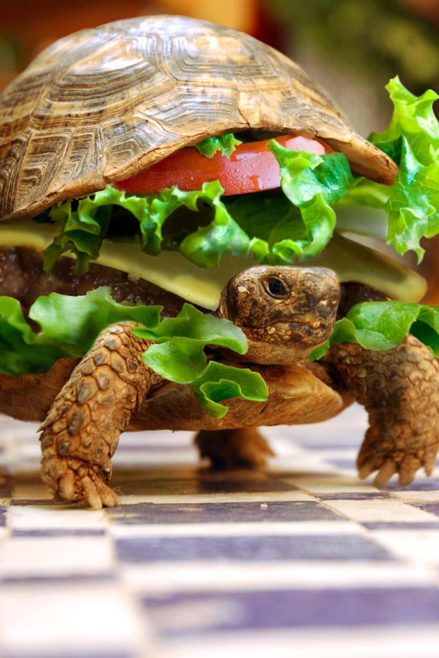 Fondo de pantalla Turtle Burger 640x960