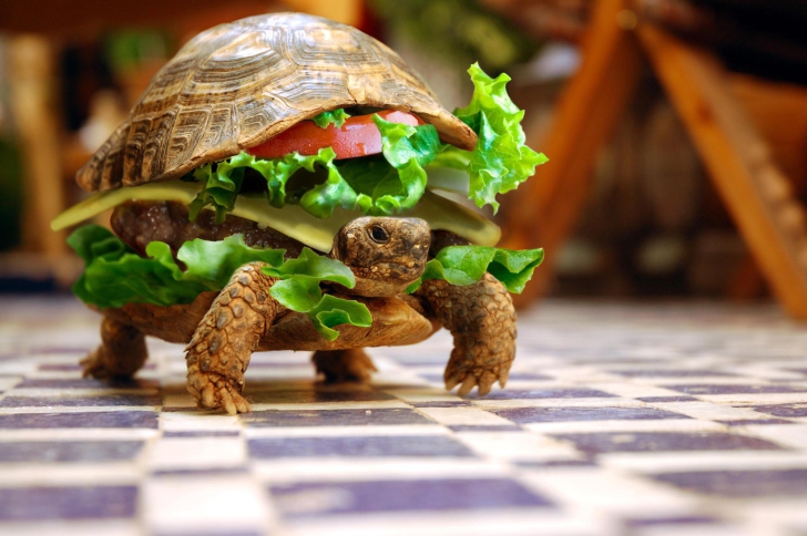 Turtle Burger wallpaper