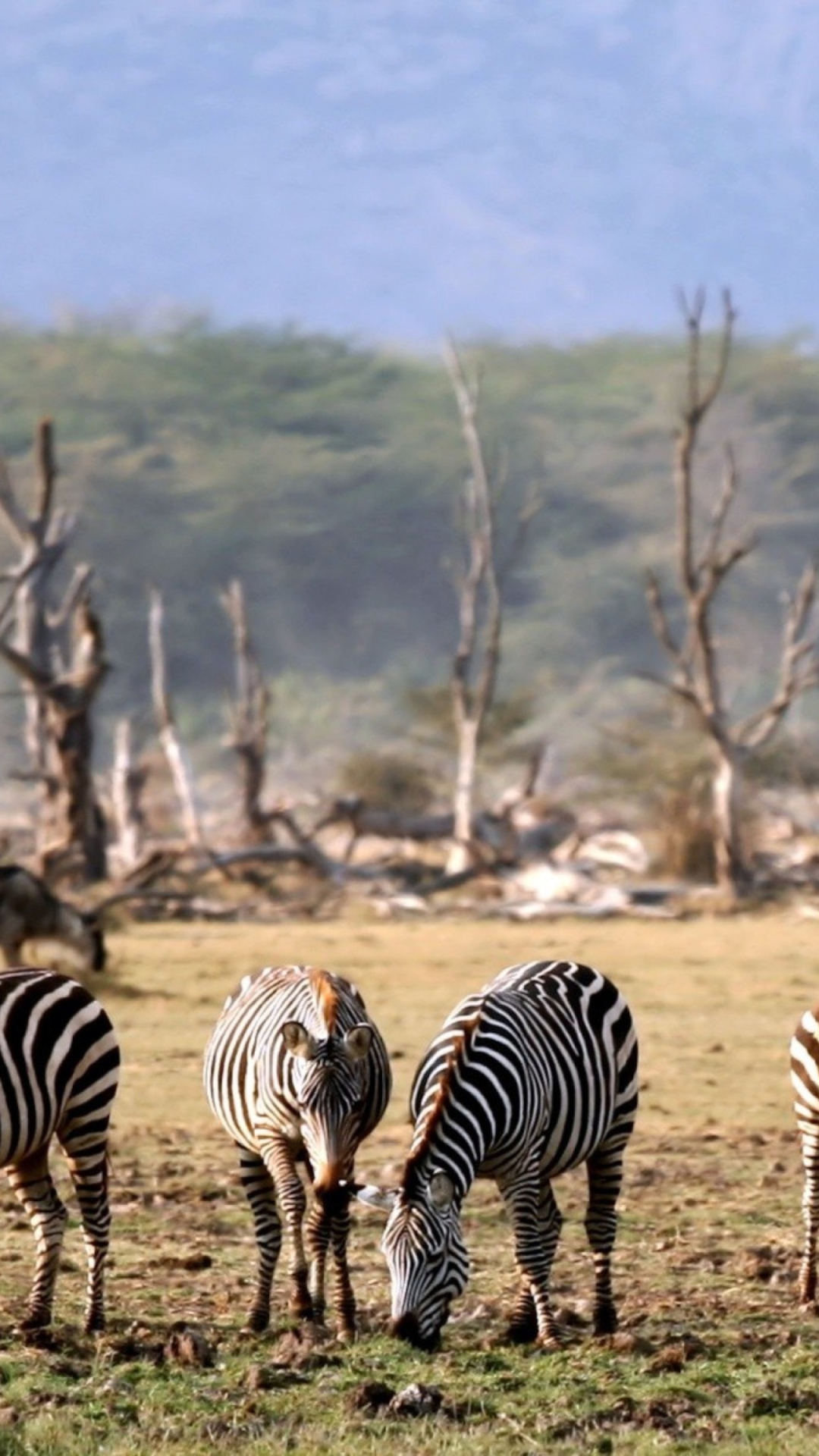 Sfondi Grazing Zebras 1080x1920