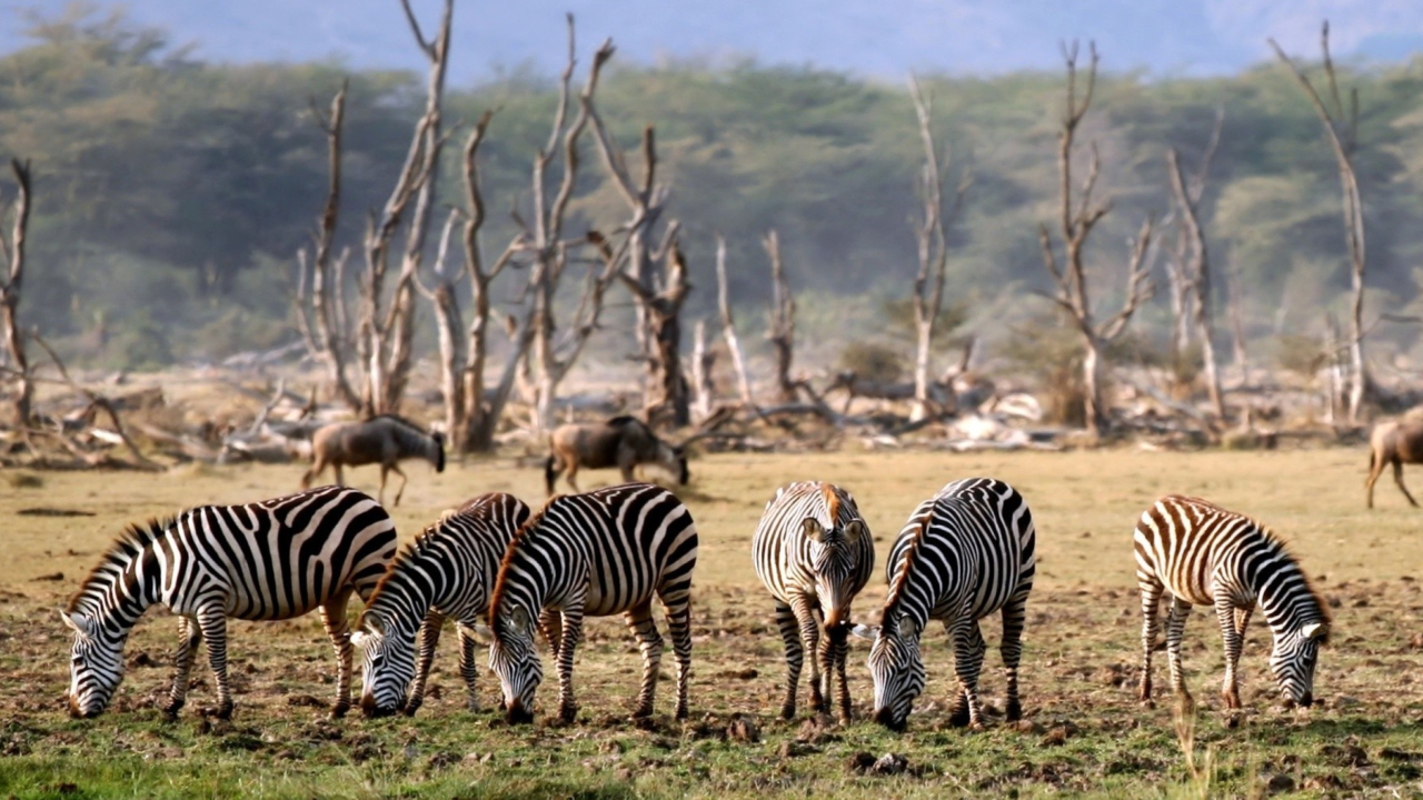 Sfondi Grazing Zebras 1280x720