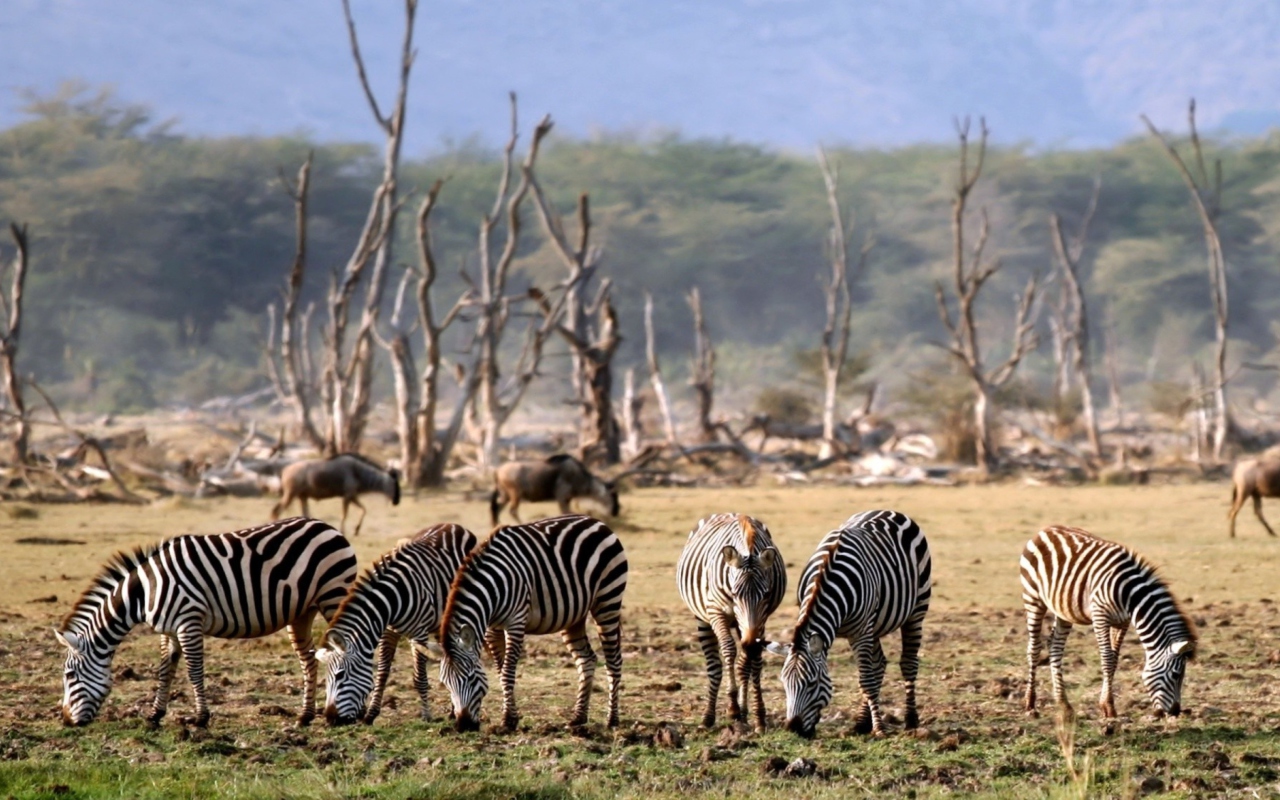 Das Grazing Zebras Wallpaper 1280x800