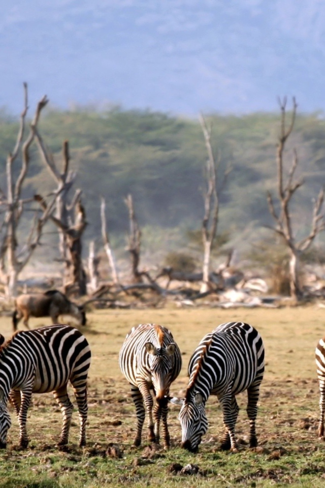 Grazing Zebras screenshot #1 640x960