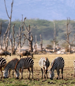 Grazing Zebras - Obrázkek zdarma pro 640x960