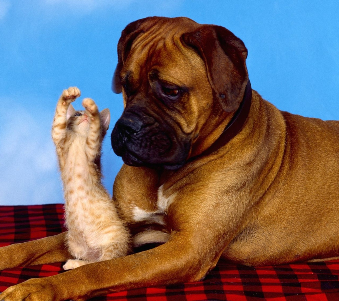 Fondo de pantalla Dog And Cat 1080x960