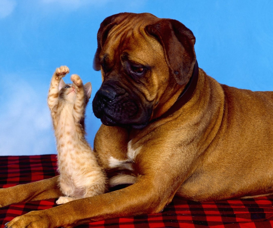 Das Dog And Cat Wallpaper 960x800