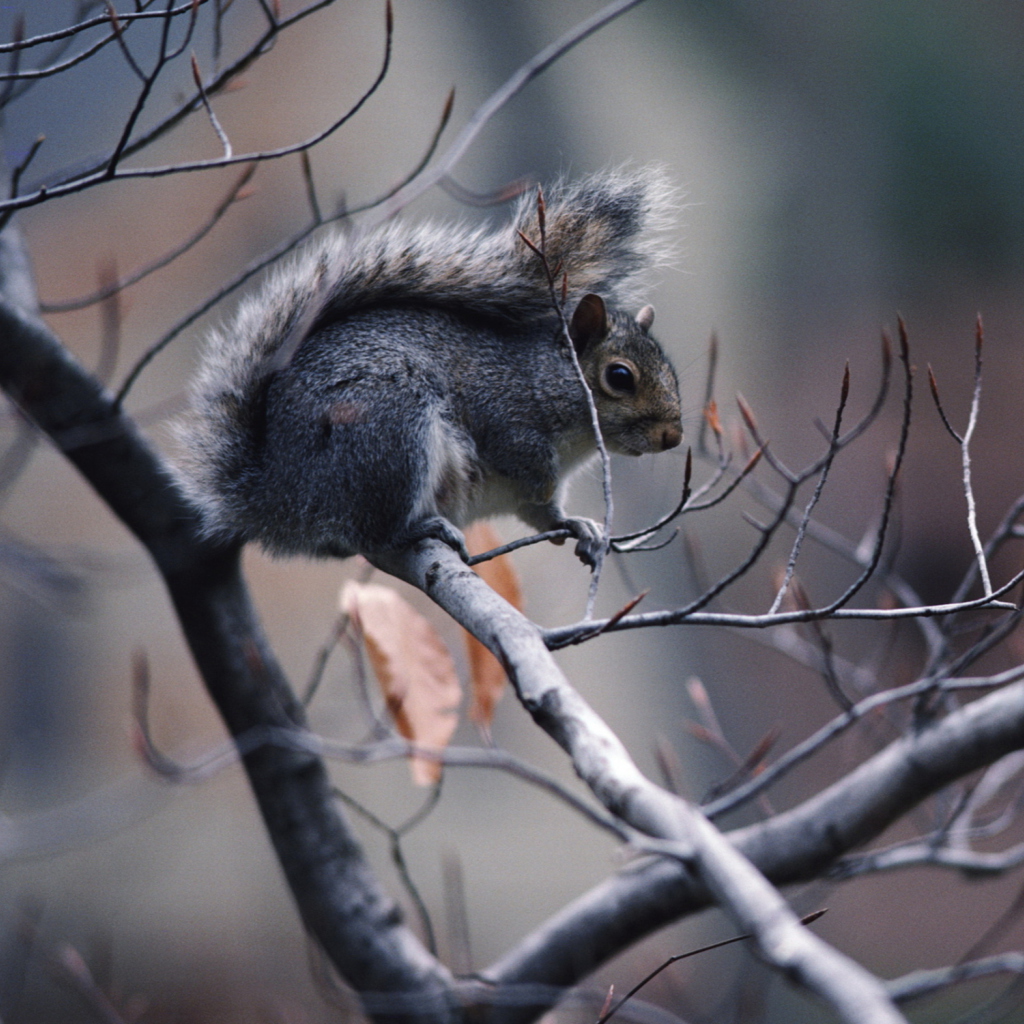 Screenshot №1 pro téma Squirrel On Branch 1024x1024