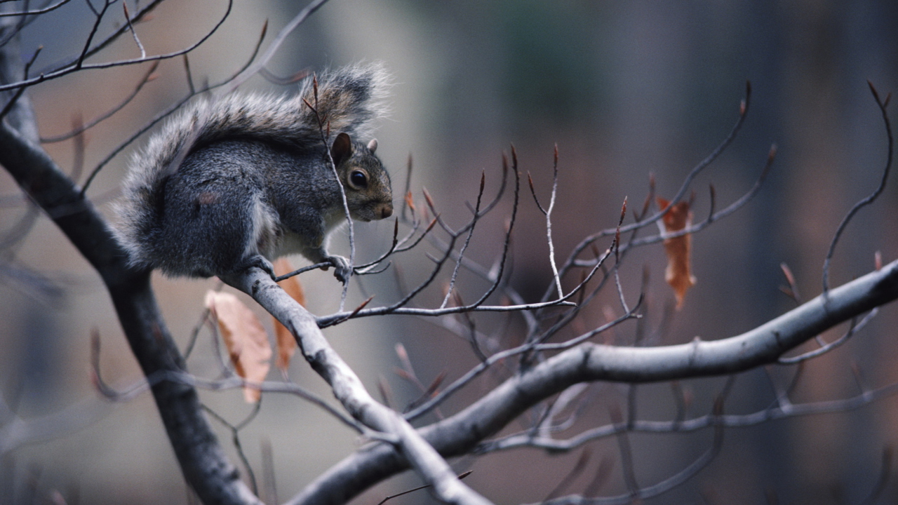 Squirrel On Branch wallpaper 1280x720