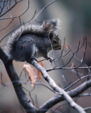 Fondo de pantalla Squirrel On Branch 128x160