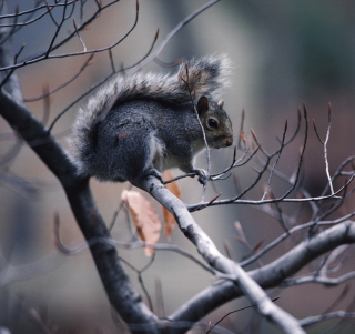Squirrel On Branch - Obrázkek zdarma pro 208x208
