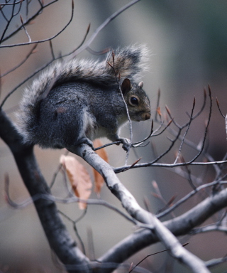Squirrel On Branch - Obrázkek zdarma pro Nokia C1-02