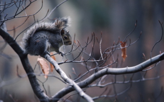 Squirrel On Branch - Obrázkek zdarma 