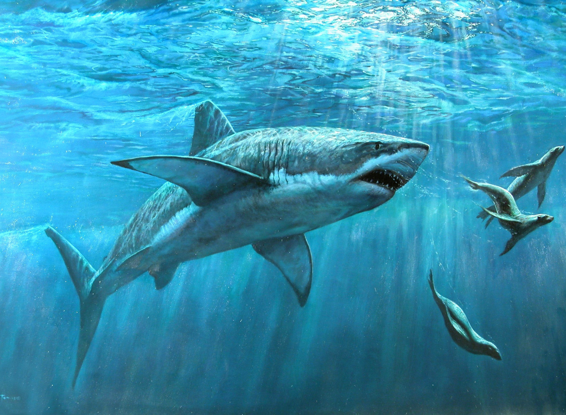 Fondo de pantalla Shark Teeth 1920x1408
