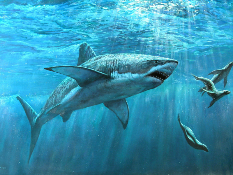 Sfondi Shark Teeth 800x600