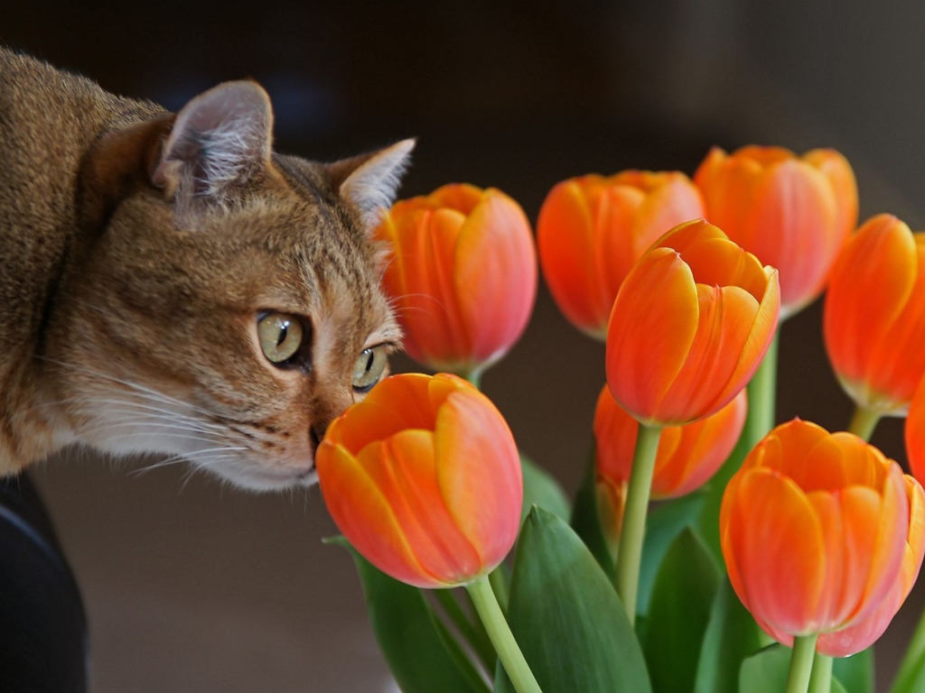 Screenshot №1 pro téma Cat And Tulips 1024x768