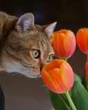 Das Cat And Tulips Wallpaper 128x160
