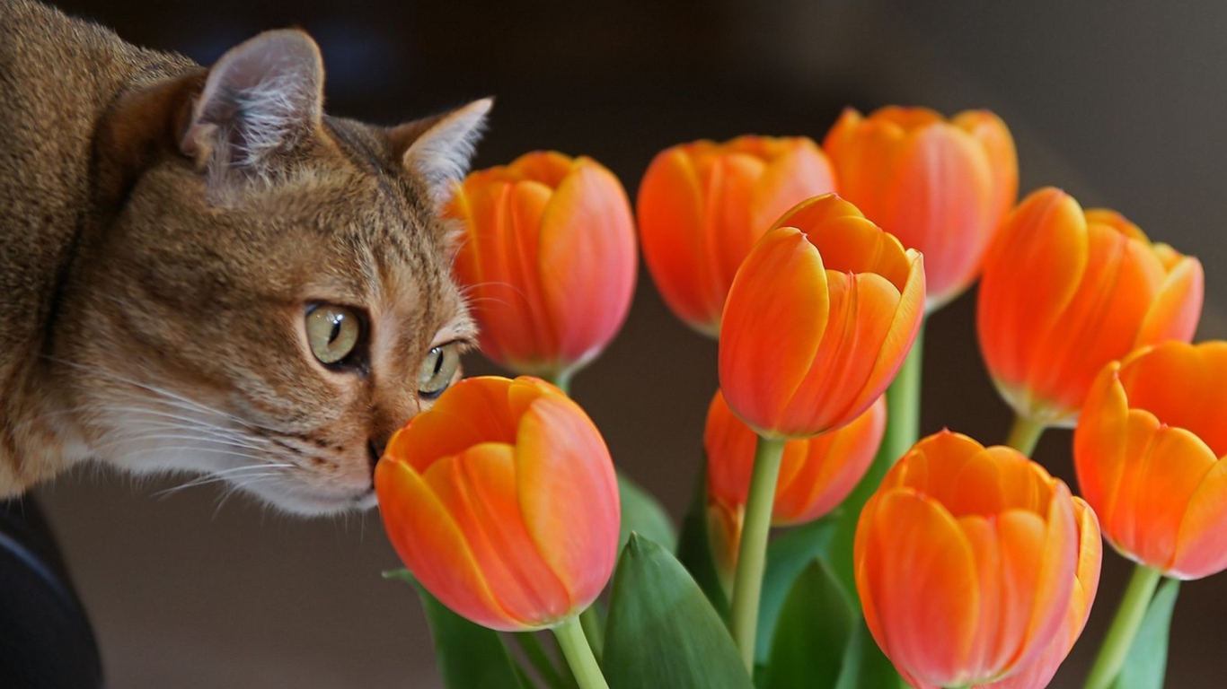 Screenshot №1 pro téma Cat And Tulips 1366x768