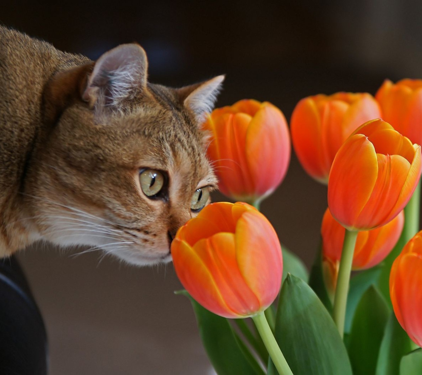 Cat And Tulips screenshot #1 1440x1280