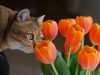 Cat And Tulips wallpaper 320x240