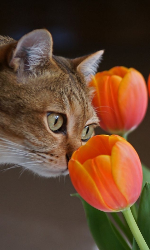 Screenshot №1 pro téma Cat And Tulips 480x800