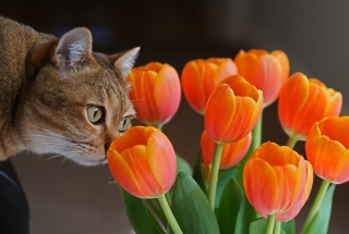 Cat And Tulips - Obrázkek zdarma 