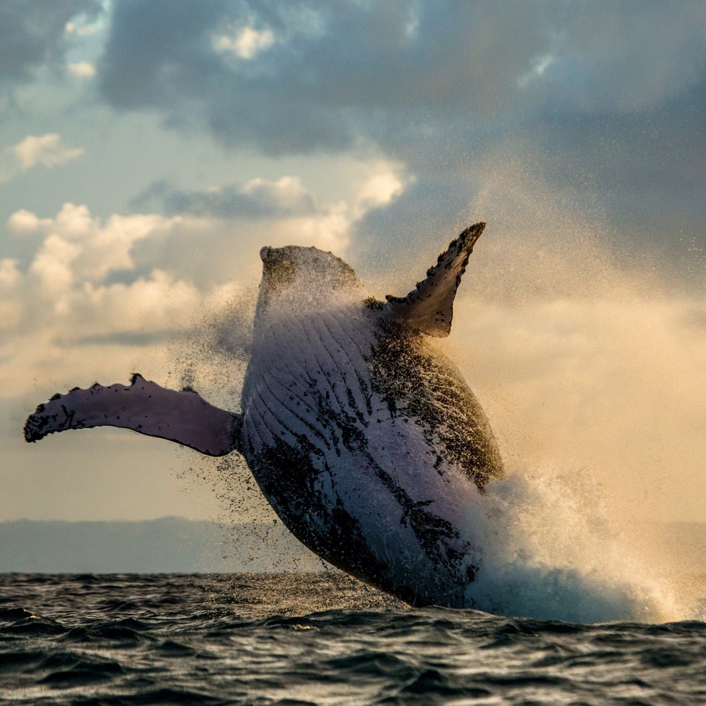 Whale Watching wallpaper 1024x1024