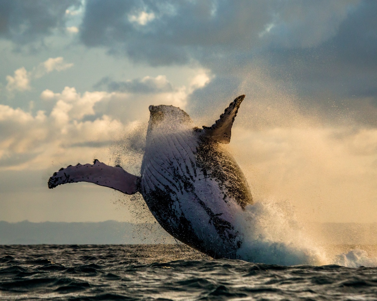 Das Whale Watching Wallpaper 1280x1024