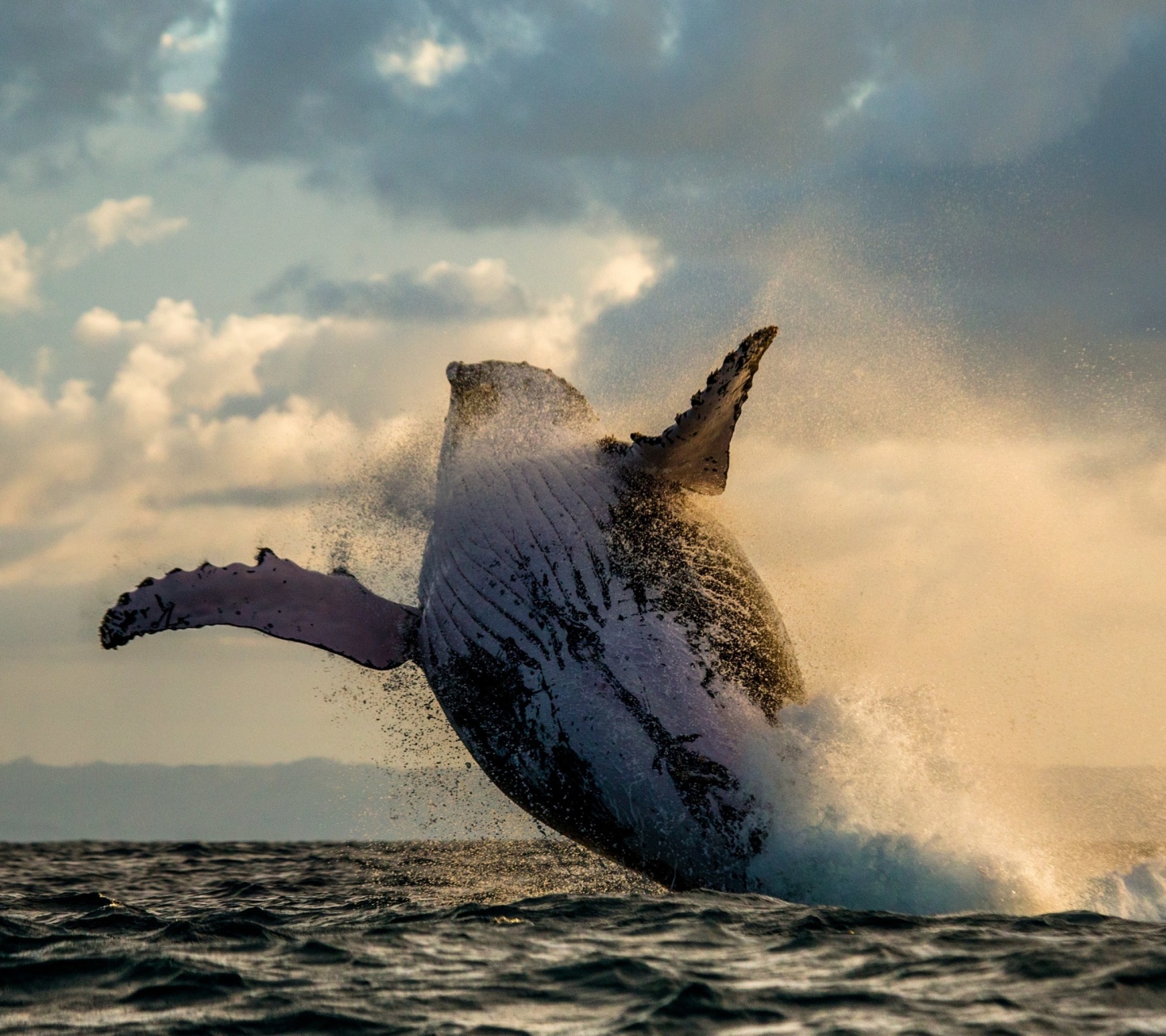 Whale Watching wallpaper 1440x1280