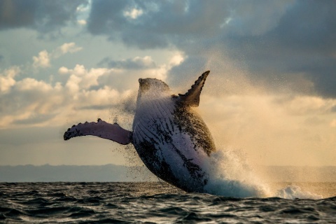 Whale Watching wallpaper 480x320