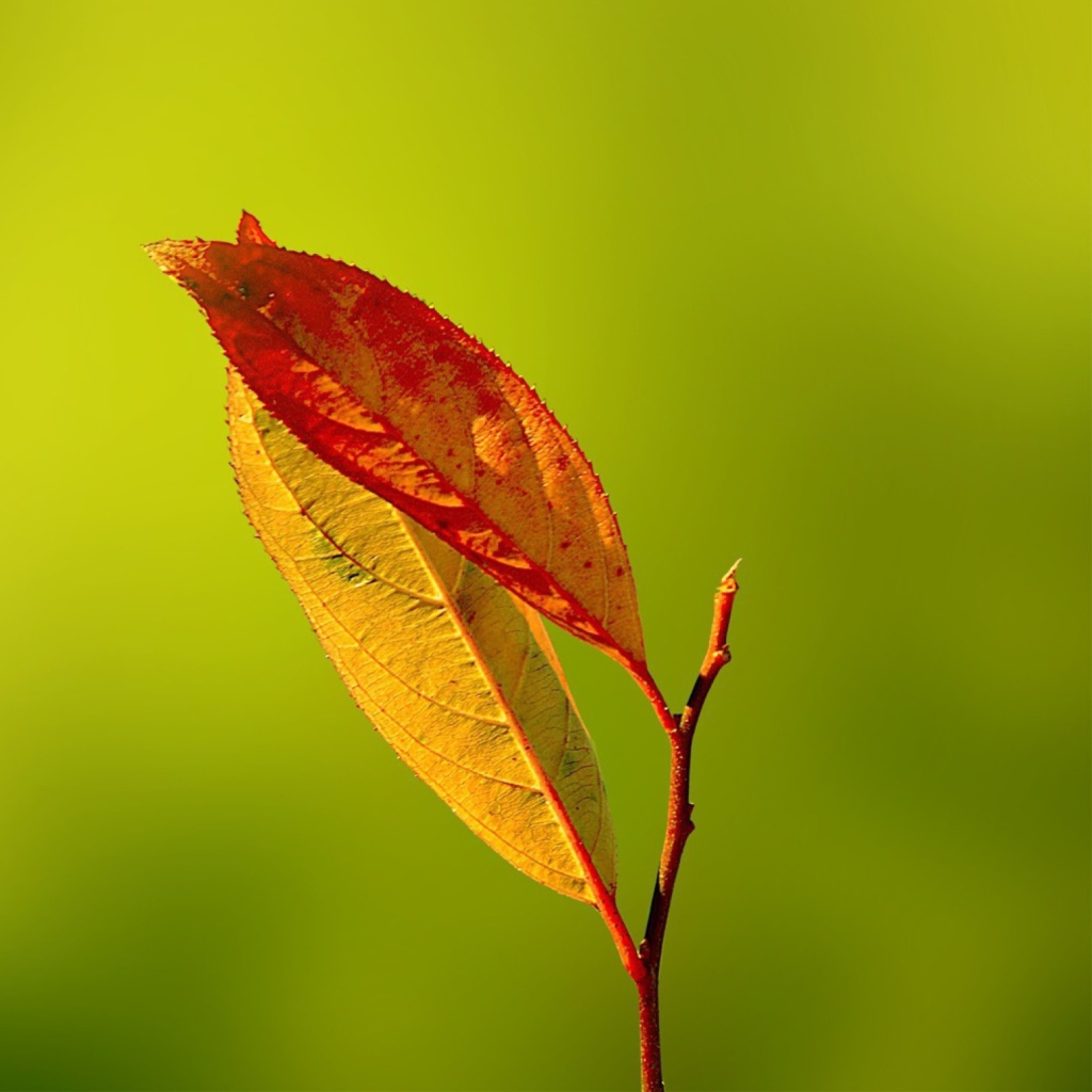 Screenshot №1 pro téma Red And Yellow Leaves On Green 1024x1024