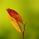 Обои Red And Yellow Leaves On Green 128x128