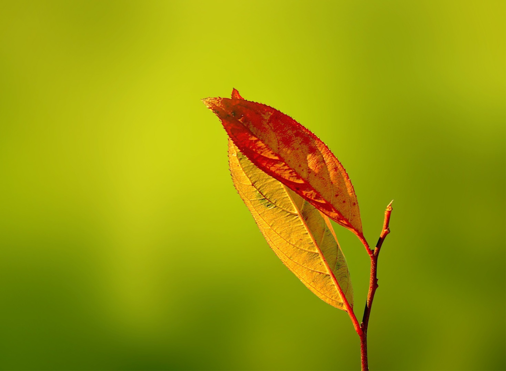 Screenshot №1 pro téma Red And Yellow Leaves On Green 1920x1408