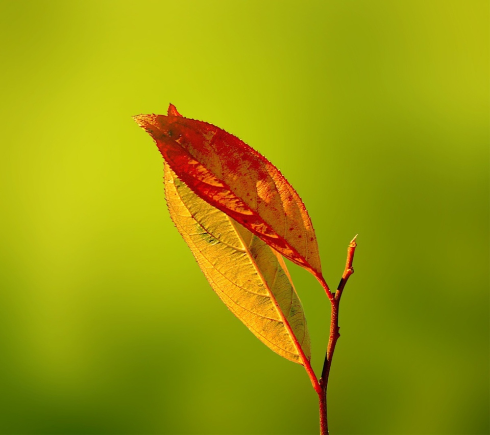 Sfondi Red And Yellow Leaves On Green 960x854