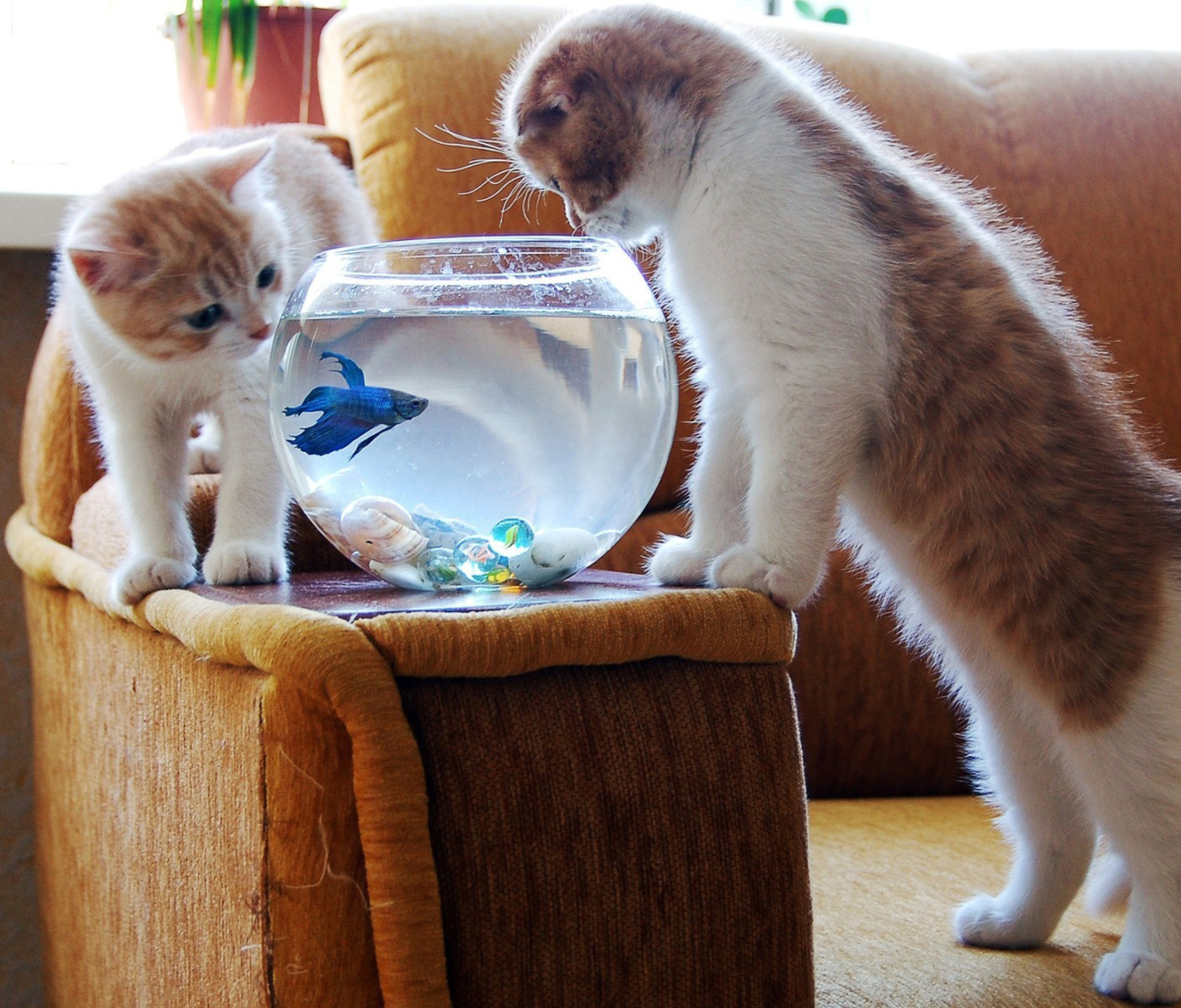 Das Kittens Like Fishbowl Wallpaper 1200x1024