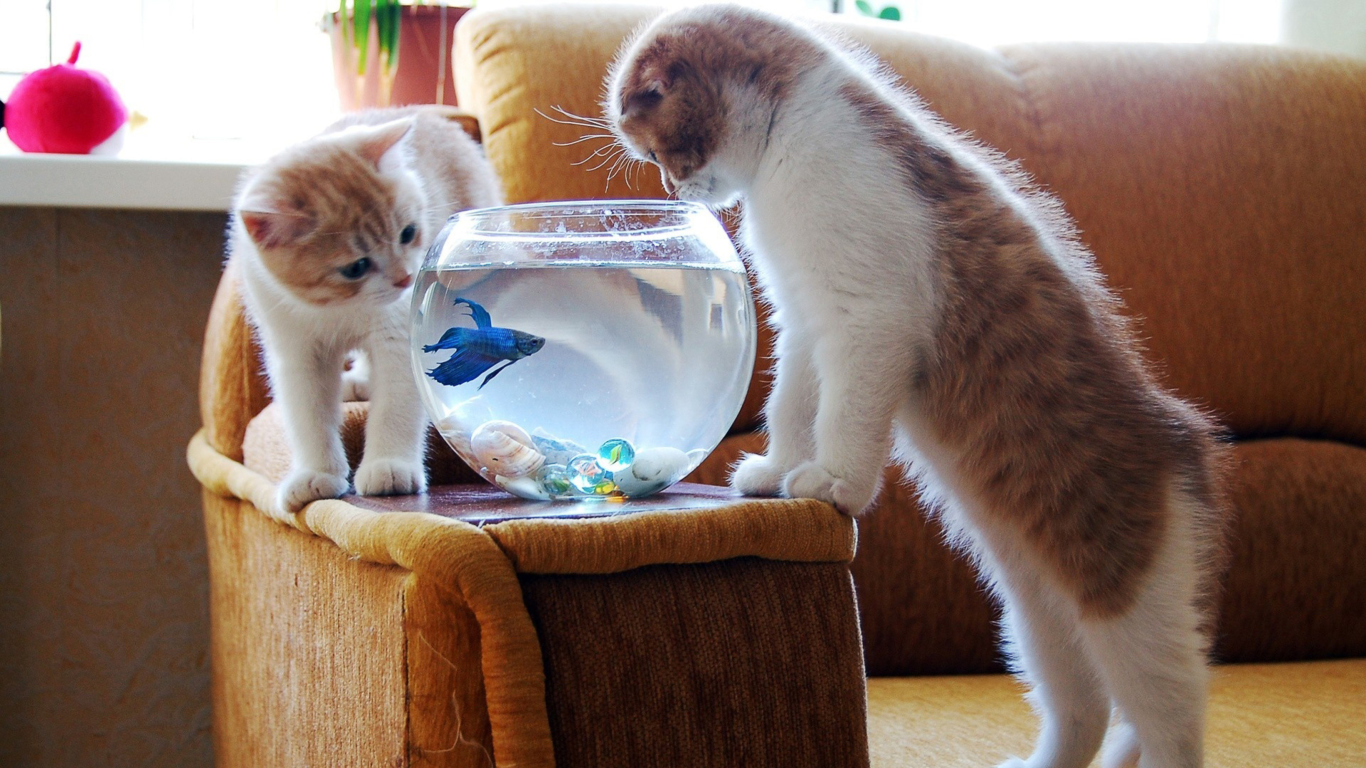 Fondo de pantalla Kittens Like Fishbowl 1366x768