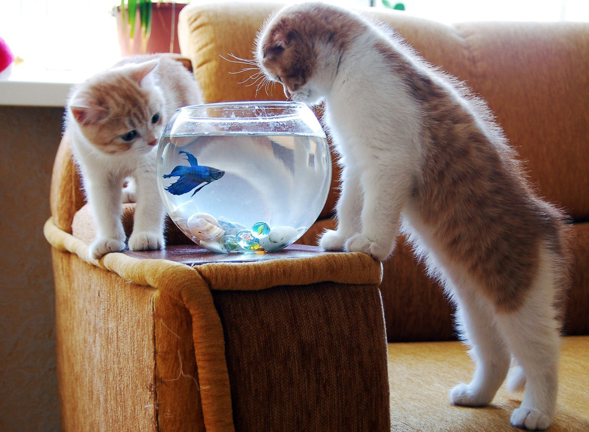 Обои Kittens Like Fishbowl 1920x1408