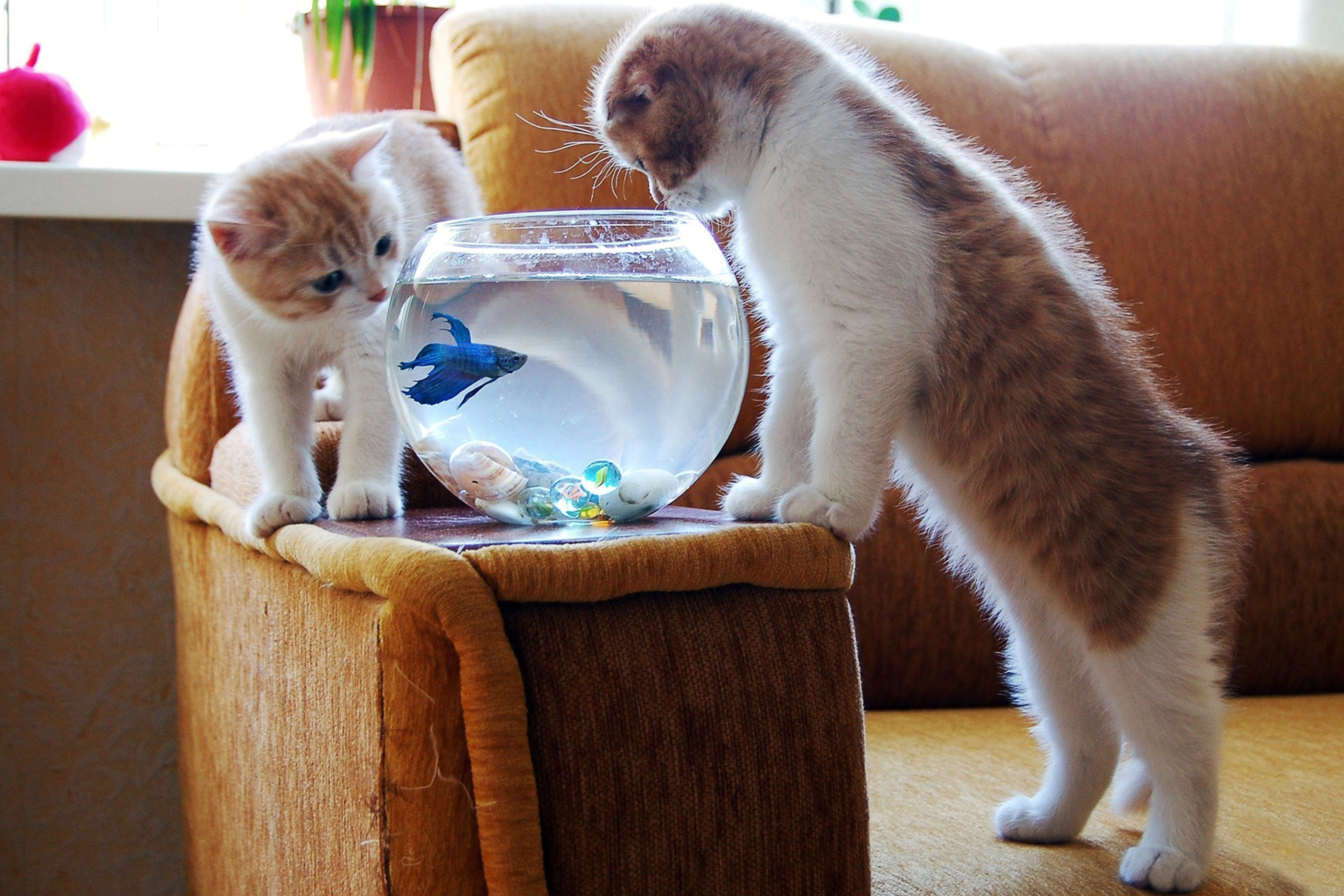 Обои Kittens Like Fishbowl 2880x1920