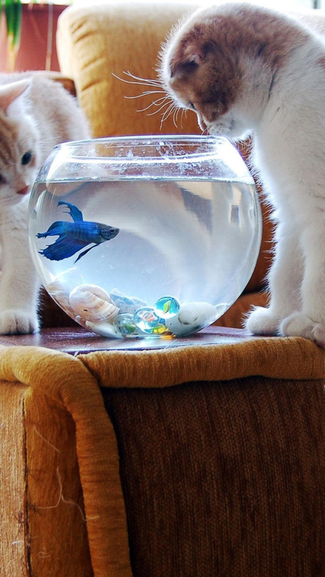 Das Kittens Like Fishbowl Wallpaper 640x1136