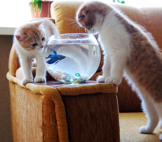 Kostenloses Kittens Like Fishbowl Wallpaper für 128x128