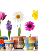 Screenshot №1 pro téma Bright flowers in pots 132x176