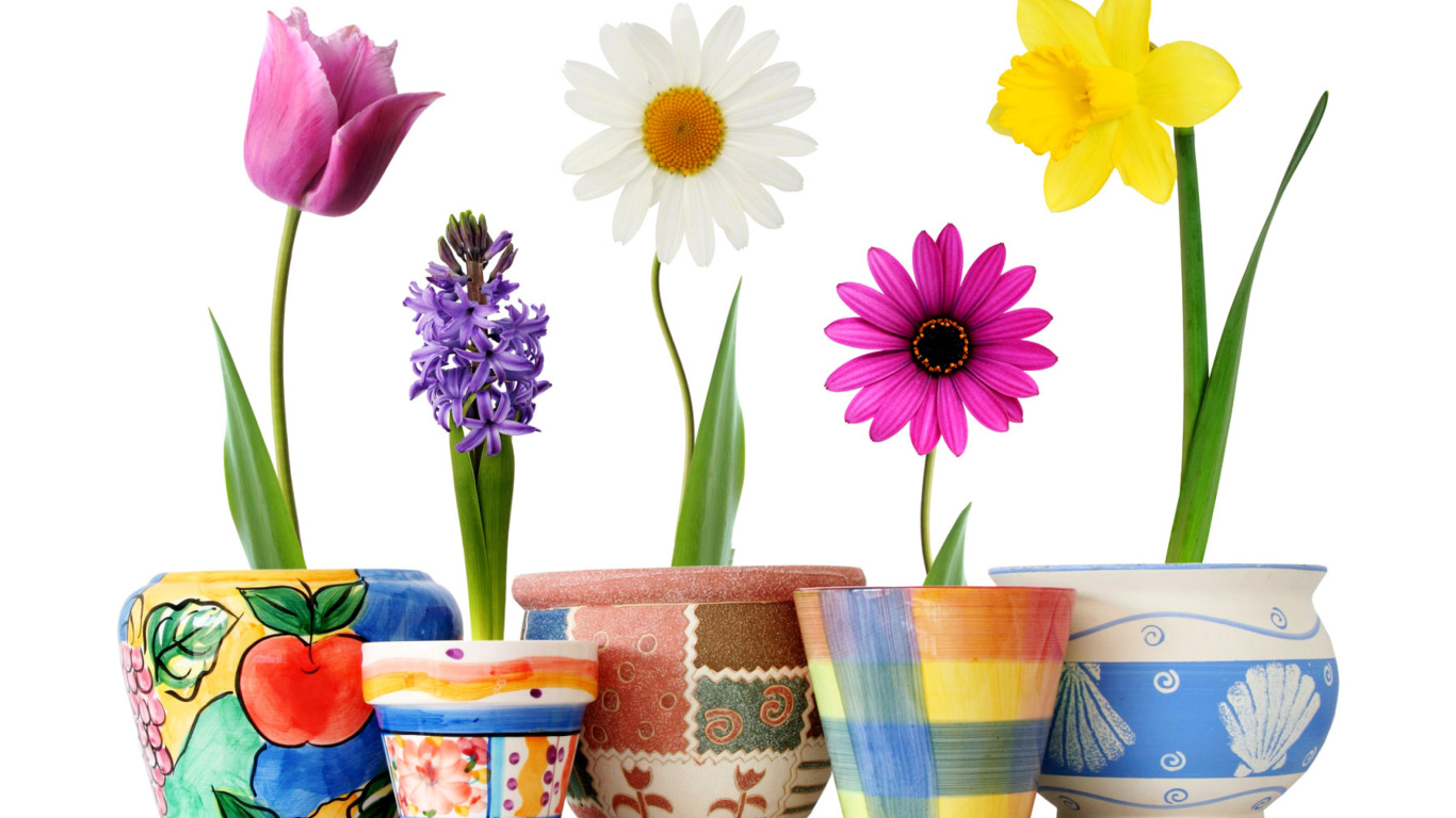 Das Bright flowers in pots Wallpaper 1366x768