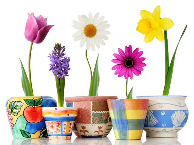 Sfondi Bright flowers in pots 640x480