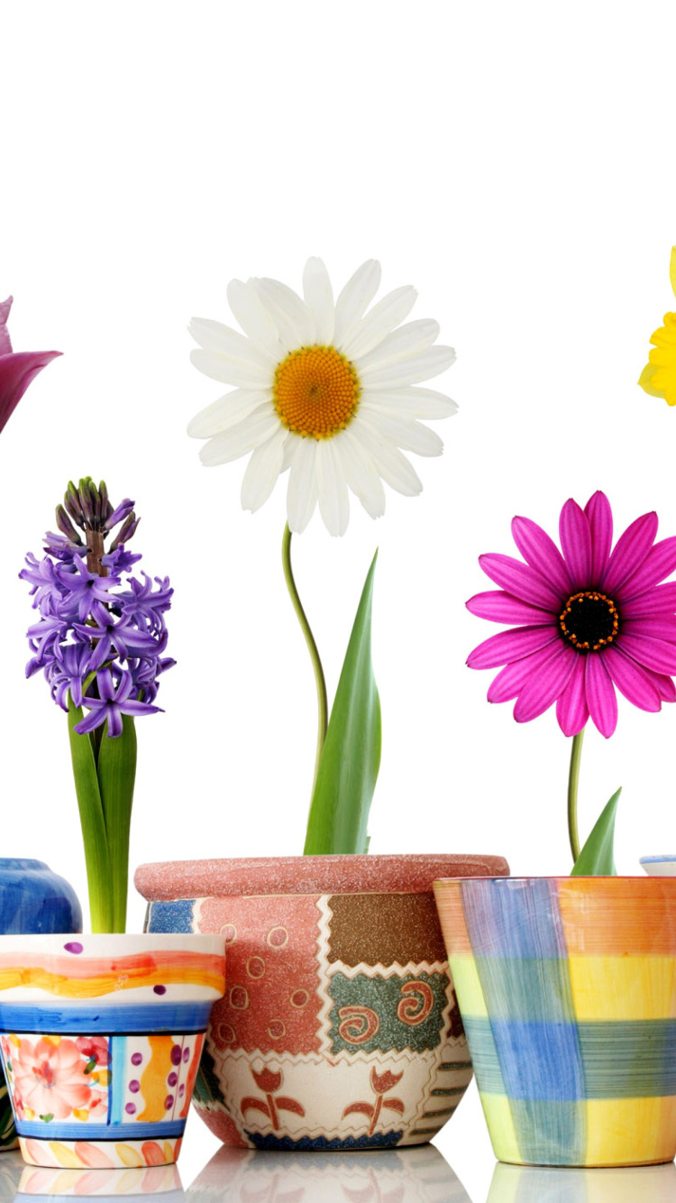 Das Bright flowers in pots Wallpaper 750x1334