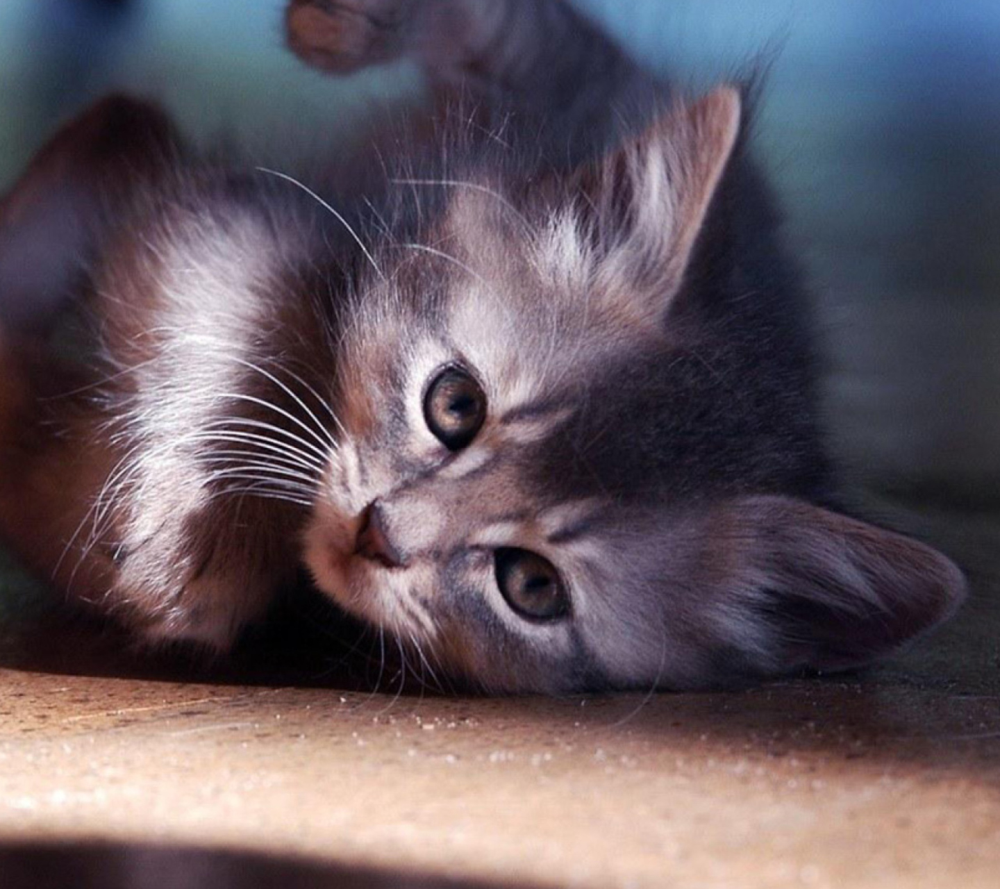Sfondi Funny Kitten 1440x1280