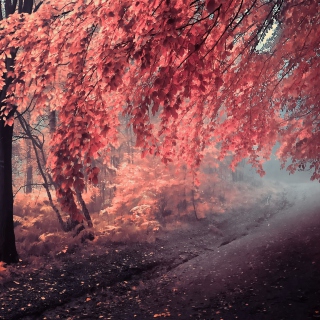 Art Autumn Season - Obrázkek zdarma pro 128x128