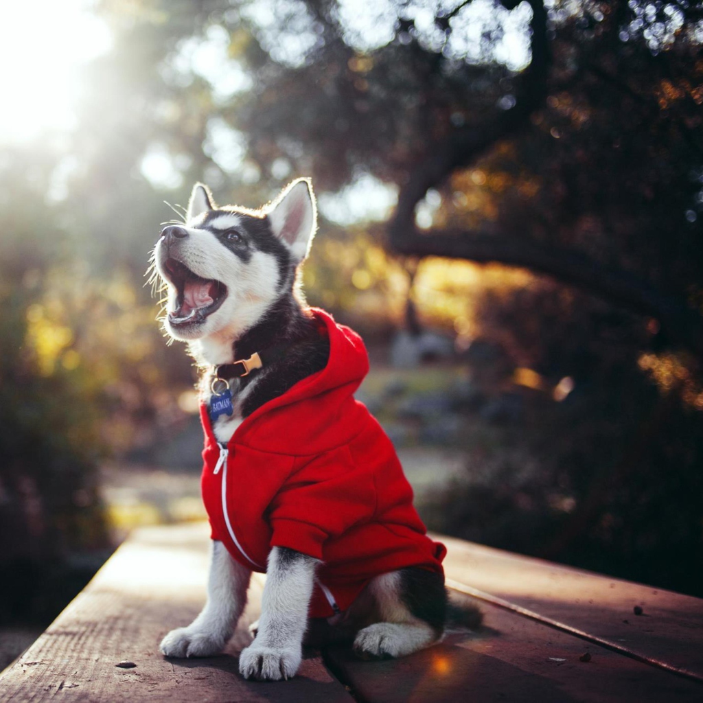 Cute Husky Puppy screenshot #1 1024x1024