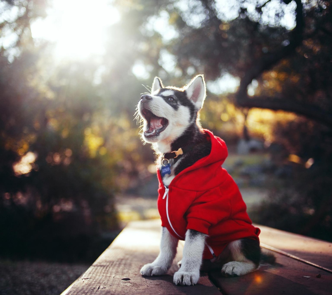 Fondo de pantalla Cute Husky Puppy 1080x960