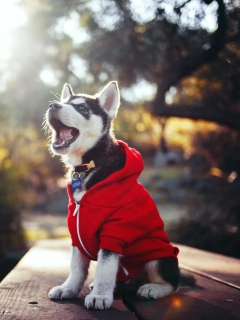 Cute Husky Puppy wallpaper 240x320