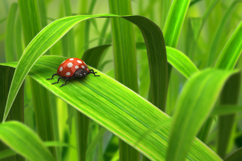 Das Red Ladybug On Green Grass Wallpaper 480x320