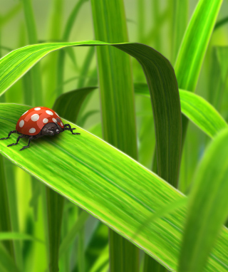 Red Ladybug On Green Grass - Obrázkek zdarma pro Nokia C2-03