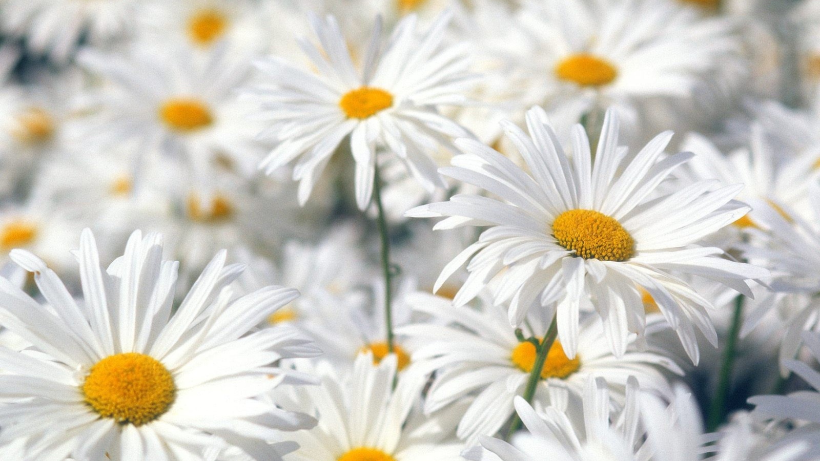 Screenshot №1 pro téma Daisies 1600x900